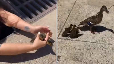 母鴨帶小鴨回頭「全部蒸發」　警察急鑽水溝找鳥　回地表瞬間超療癒：融化了