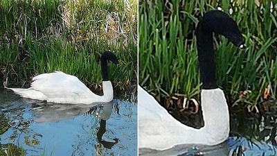 湖上天鵝遭套襪勒脖「頭變雨傘柄」　警察調查人為故意：這不能進食欸！