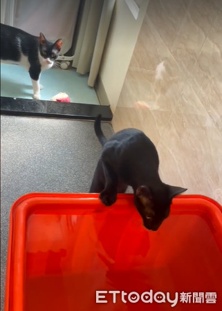 貓咪玩水。（圖／飼主林芃宏提供）