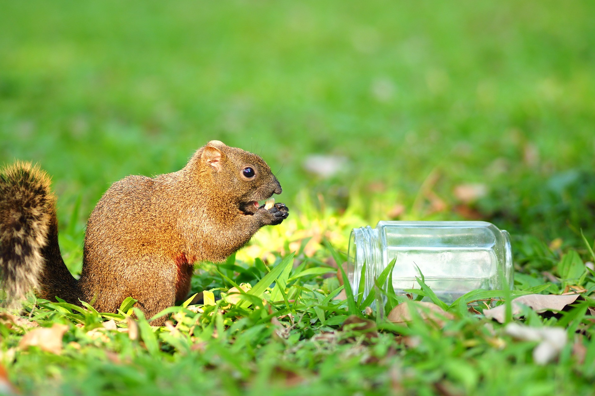 6 1日起台北市公園 禁止餵食野生動物 違者最高罰6000元 Ettoday寵物雲 Ettoday新聞雲