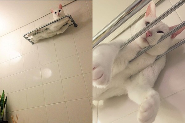 ▲▼白貓偽裝成浴巾。（圖／翻攝自Twitter@Hi__MoriMori）