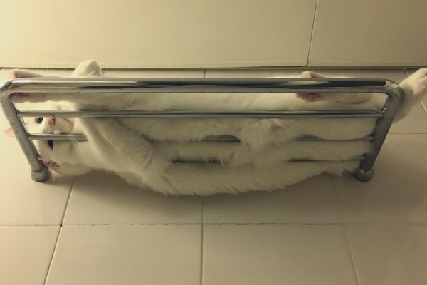 ▲▼白貓偽裝成浴巾。（圖／翻攝自Twitter@Hi__MoriMori）
