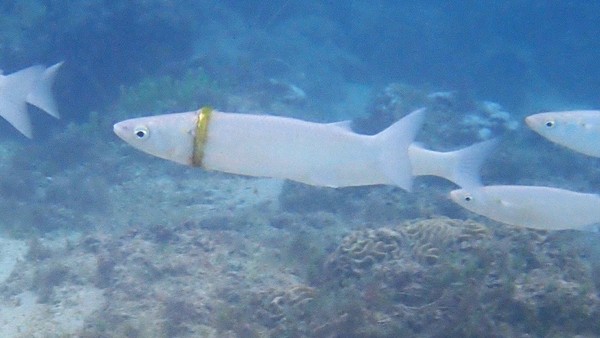 ▲▼澳洲小島的魚被戒指套住。（圖／翻攝自Facebook／Norfolk Island Time）