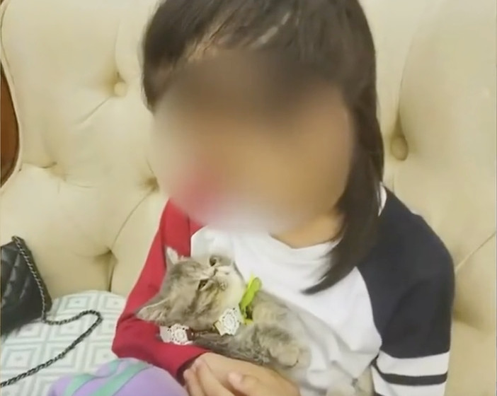 ▲深圳一名7歲小女孩感染寵物貓身上的貓癬，導致頭髮掉落呈現「鬼剃頭」樣。（圖／翻攝新浪視頻）
