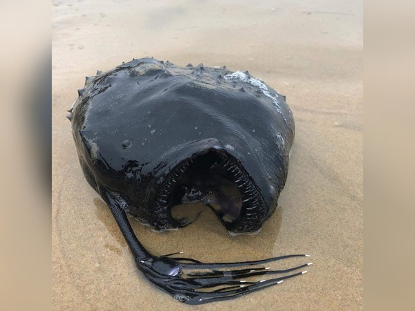 ▲加州海灘出現漆黑怪魚，有如異形。（圖／翻攝自Facebook／Crystal Cove State Park）
