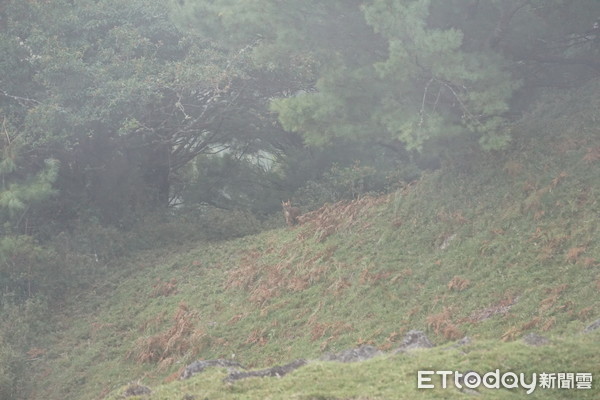 ▲撥開迷霧，安全登山春之頌。（圖／玉山國家公園管理處提供）