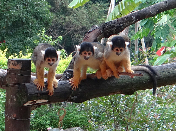 ▲▼升第三級警戒動物園怎麼辦？　曹先紹：會照顧基本生活福祉。（圖／台北市立動物園提供）