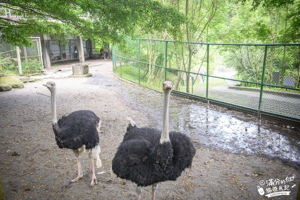 ▲▼鳳凰谷鳥園。（圖／滿分的旅遊札記提供，以下皆同，請勿任意翻攝以免侵權）