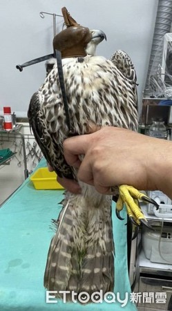 ▲保育類遊隼誤闖民宅　動物園獸醫當鳥媽：餵食、訓練樣樣來。（圖／記者陳凱力翻攝）