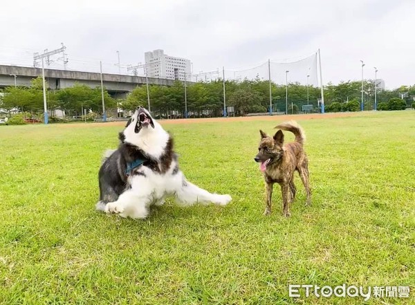 ▲▼呆汪開心回眸等獎勵驚見「肉肉溢出」！（圖／飼主門麻授權）