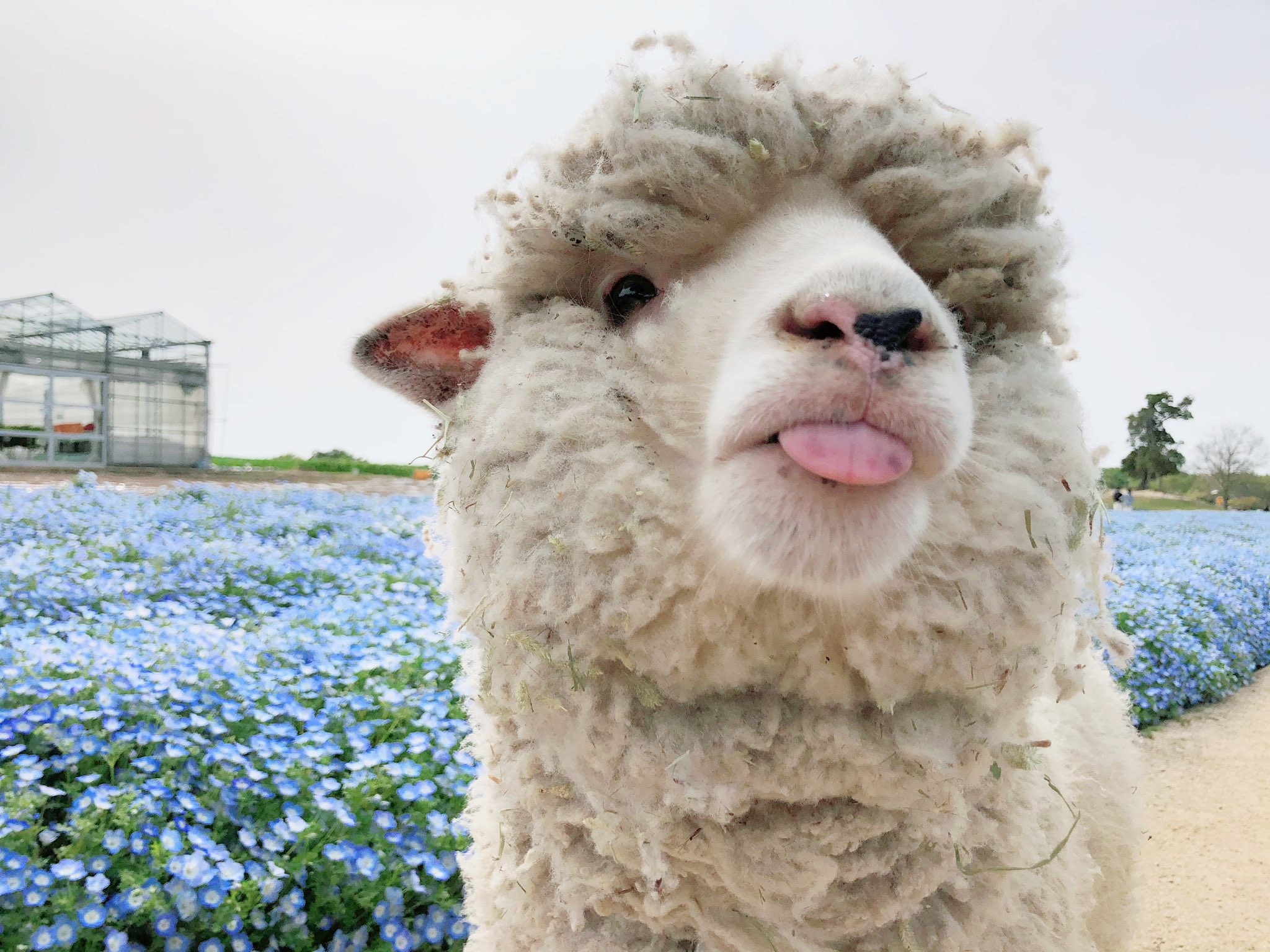 日本淡路島動物公園 小綿羊誕生 遇到鏡頭就眨眼 吐舌可愛到融化 Ettoday寵物雲 Ettoday新聞雲