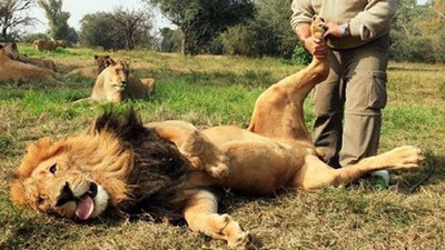 獅子好愛腳底按摩！動物專家「抓起腳底按筋絡」公獅秒躺爽到吐舌