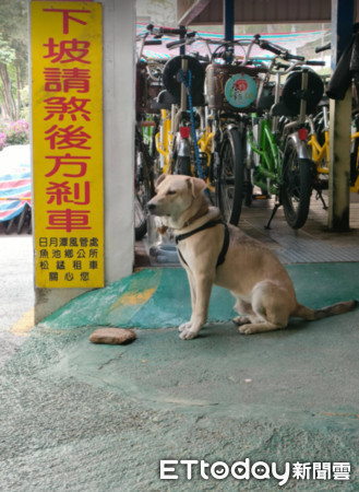 ▲最愛小板板！惜物奶汪「24小時黏著它」　爸笑：誰都不能拿走。（圖／網友Bart Pan提供，請勿隨意翻拍，以免侵權。）