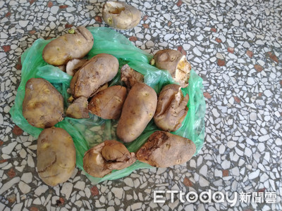 「所有馬鈴薯都有龍葵鹼！」知識YTR預告吃美國發芽版：我敢吃