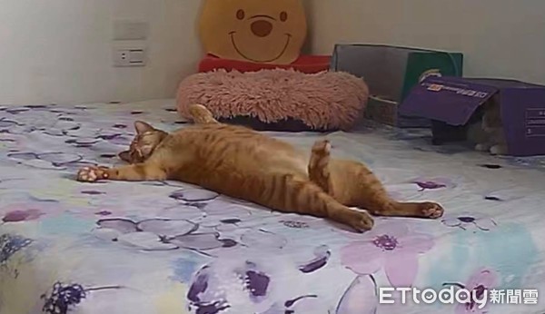 開攝影機驚見橘貓大字躺床！　「中間翹巨根」萬人笑翻歪頭。（圖／網友陳央亦授權提供）