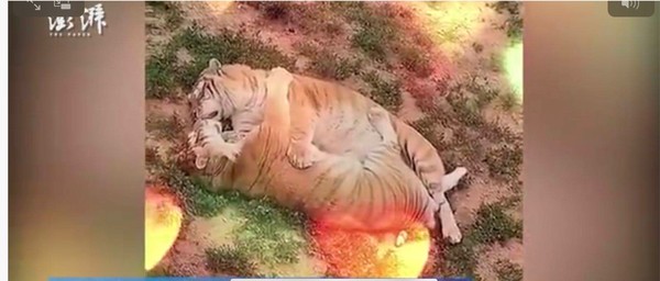 ▲▼ 貓、虎可愛睡姿            。（圖／翻攝 澎湃新聞）