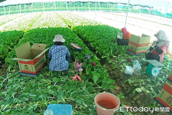 ▲近期受疫情影響，各級學校進入停課階段，營養午餐及團膳業者停辦下，以致各類蔬菜需求減，致使整體銷售情況走緩。（圖／記者蔡佩旻翻攝）