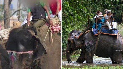 疫情讓大象自由了！「騎象體驗團」老闆哀嘆沒遊客決定賤售：養牠們很花錢