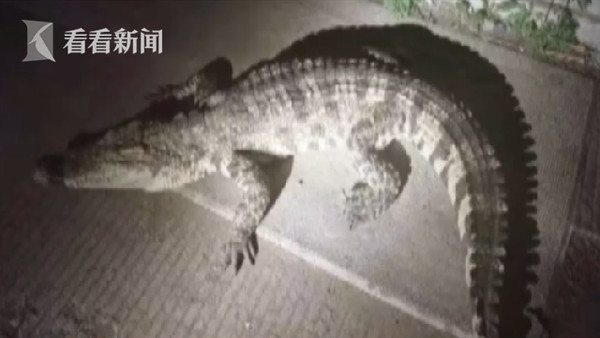 ▲黑龍江伊春市某社區深夜出現一隻身長186公分的暹羅鱷在門口徘徊。（圖／翻攝看看新聞）