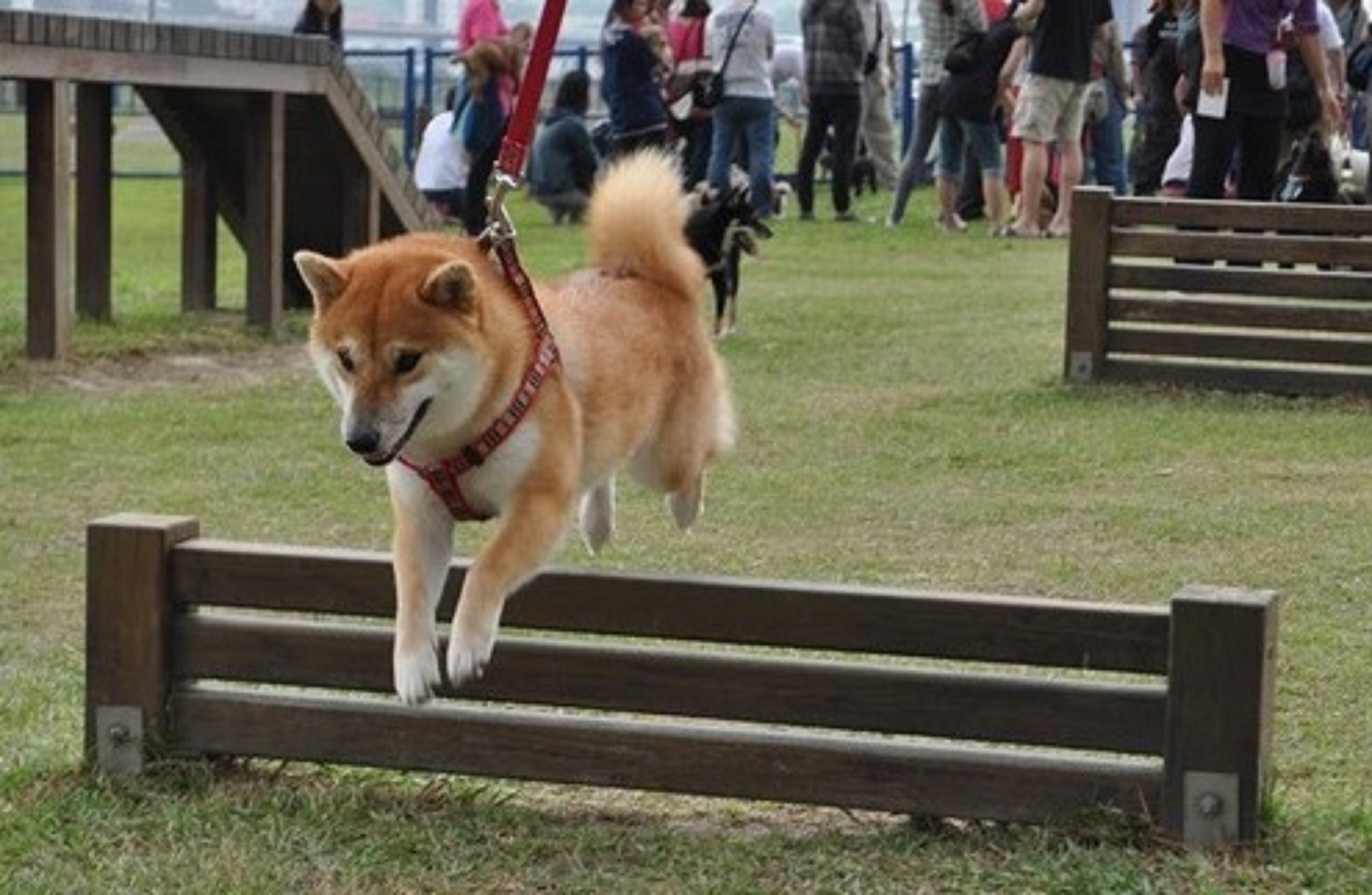 雙北寵物公園5月22日起暫停開放 視疫情狀況評估重啟時間 Ettoday寵物雲 Ettoday新聞雲