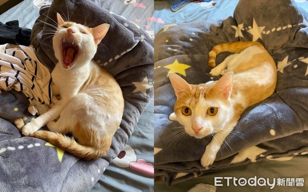 ▲▼拿鐵。（圖／飼主魚兒提供）