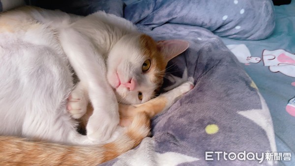 ▲▼拿鐵。（圖／飼主魚兒提供）