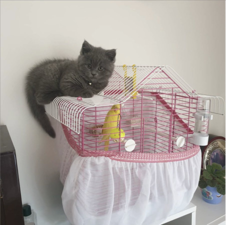 ▲▼灰色小貓平常就喜歡趴在鳥籠上面。（圖／翻攝自Instagram／pati_dostlariii追蹤）