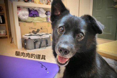 肉肉相關新聞報導 懶人包 照片 影片 評價 爭議 負評 缺點 Ptt Dcard Ettoday新聞雲