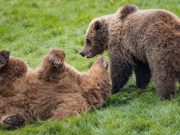 ▲▼棕熊。（圖／翻攝自Facebook／ZSL Whipsnade Zoo）