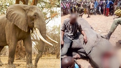 終於逃出動物園卻被射殺！居民控訴大象無故傷人　氣到分食牠的遺體
