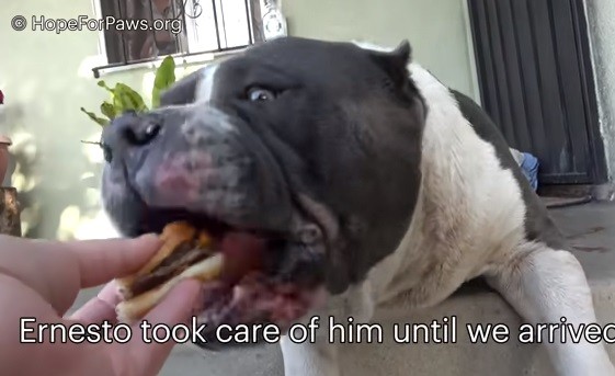 狗狗身上正在流血 但他只想吃漢堡。（圖／翻攝自Hope for paws）