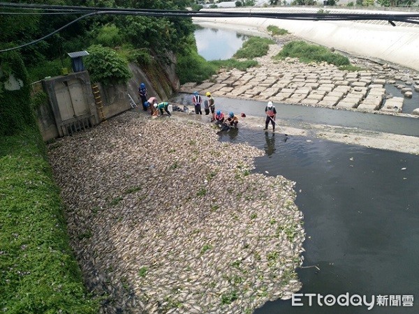 ▲環保等單位人員清理滿佈河面死魚。（圖／桃園市政府環保局提供）