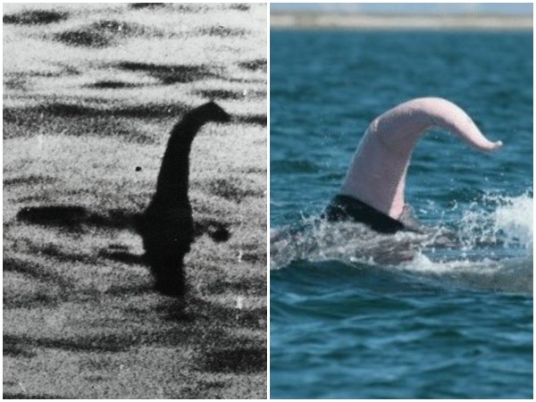 ▲一支專家團隊推測，尼斯湖水怪實際上是鯨魚陰莖。（圖／翻攝Twitter@JimMFelton）