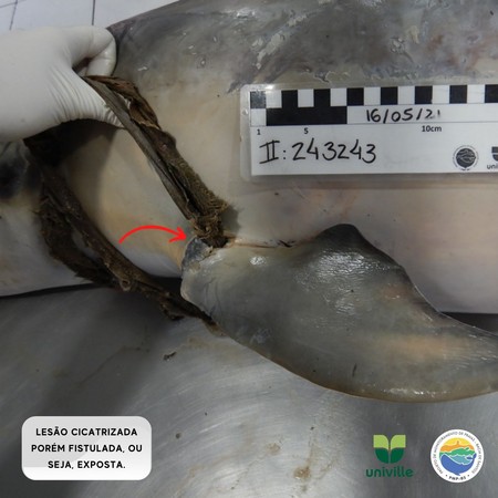 ▲▼巴西海岸發現海豚被丁字褲纏住，導致死亡。（圖／翻攝自Facebook／@pmp.univille）
