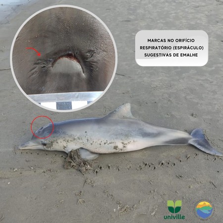 ▲▼巴西海岸發現海豚被丁字褲纏住，導致死亡。（圖／翻攝自Facebook／@pmp.univille）