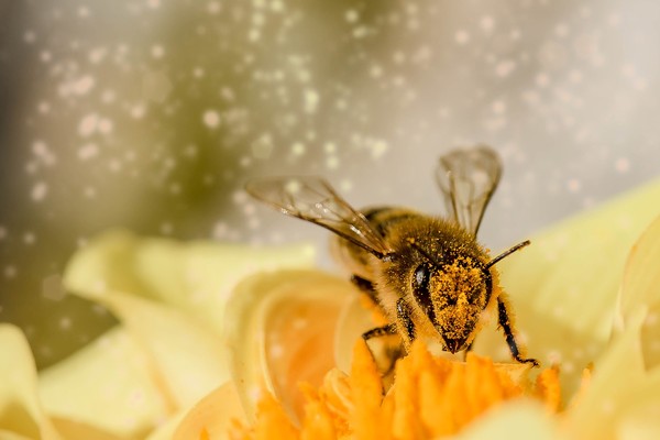 ▲蜜蜂。（圖／取自免費圖庫pixabay）