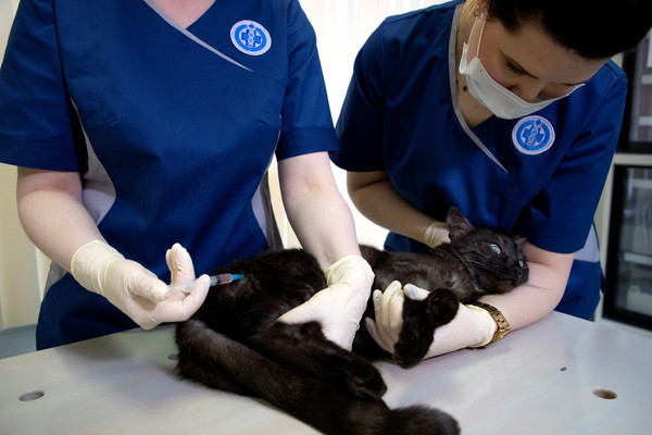 ▲工作人員替貓咪施打俄羅斯生產的寵物新冠疫苗。（圖／路透）