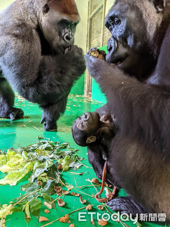 ▲▼金剛猩猩喜迎二寶 「呷百二」晉級當哥哥。（圖／記台北市立動物園提供，下同）