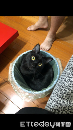 黑貓佔據外送放置箱。（圖／飼主黃培華提供）