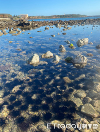 ▲觀光客不來！澎湖觀音亭海裡「魔鬼海膽」大量聚集　集體曬日光浴好像煤炭。（圖／記者林韋辰攝）