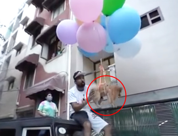 ▲印度網紅沙瑪在狗狗身上綁著氣球，接著放手讓毛孩飛上天。（圖／翻攝自YouTube／Legend CA）