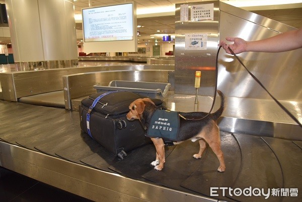 ▲桃園場公司使用二氧化氯消毒旅客行李，減低檢疫犬的抗拒。（圖／桃園機場公司提供）