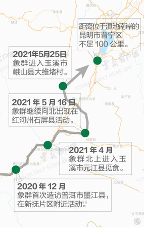 ▲▼雲南、亞洲象、野象、昆明             。（圖／翻攝 雲報）