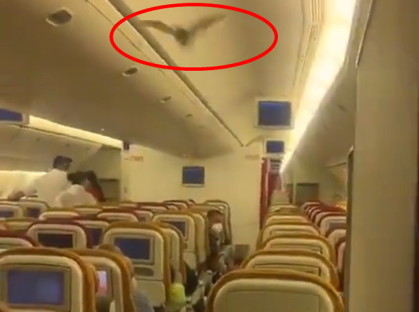 ▲▼  印度航空公司（Air India）一架波音737客機起飛後，機艙內突然飛出一隻蝙蝠 。（圖／翻攝自推特）
