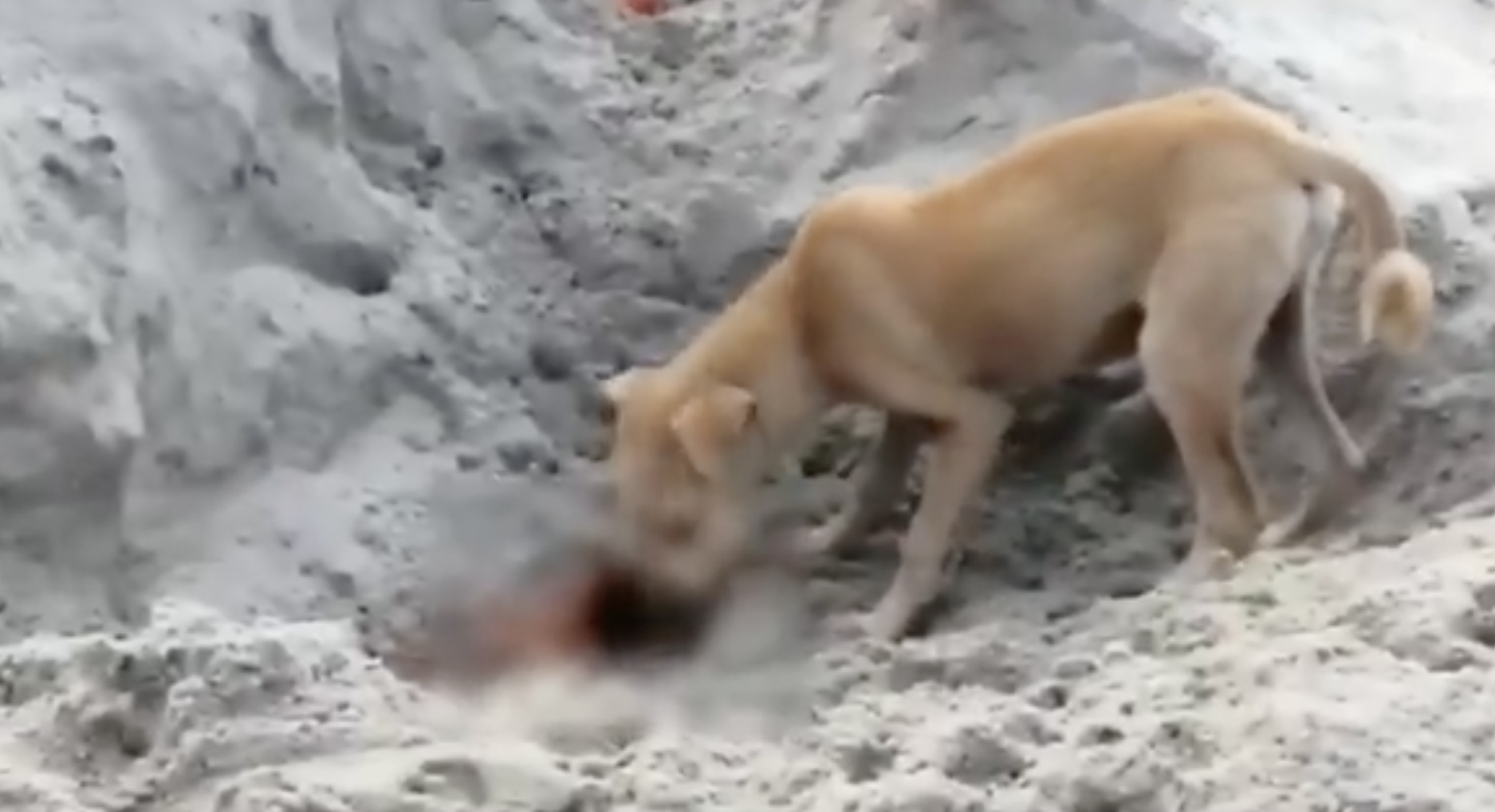 ▲▼野狗在河邊挖沙，啃食埋在底下的確診者遺體。（圖／翻攝自推特）
