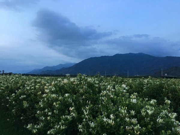 ▲竹田農黃穎栽種金銀花，號召失業者加入採摘行列補家用             。（圖／取自黃穎臉書）