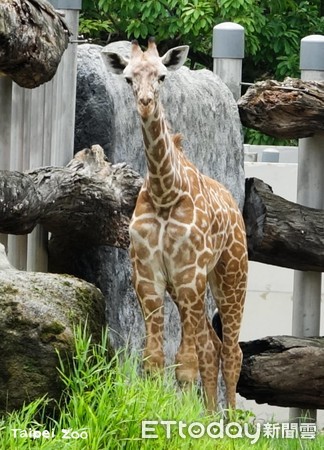 ▲▼長頸鹿。（圖／台北市立動物園提供）