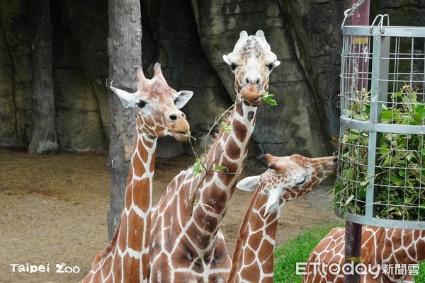 ▲▼長頸鹿。（圖／台北市立動物園提供）