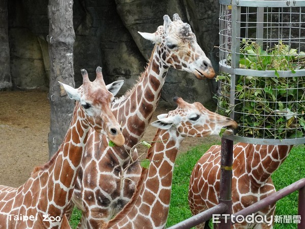 ▲▼長頸鹿。（圖／台北市立動物園提供）