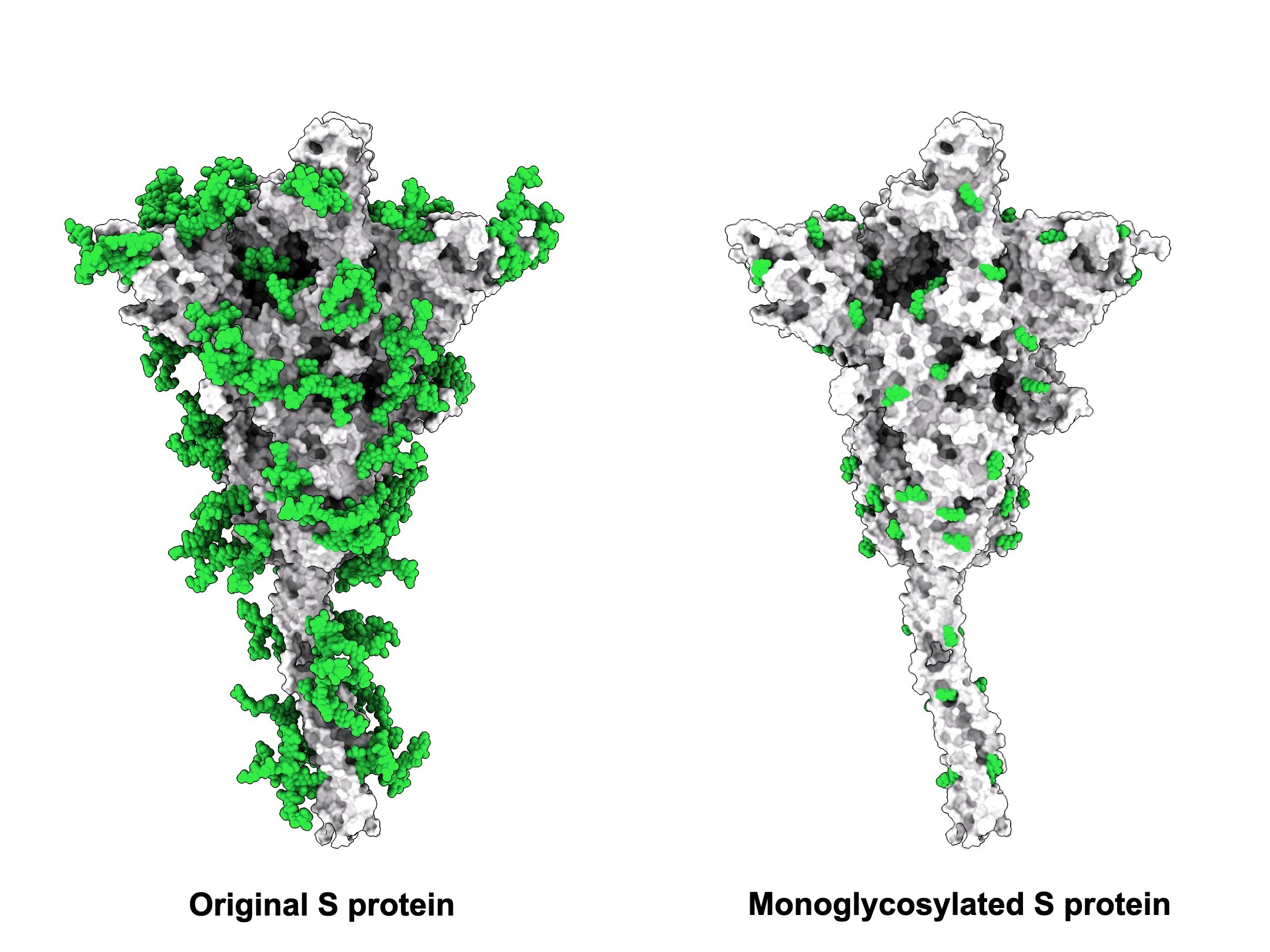 ▲▼     原本的棘突蛋白（左）充滿干擾辨識的醣，中研院基因體研究中心馬徹團隊透過專有的醣蛋白工程，可移除疫苗棘突蛋白表面會干擾辨識的醣。   。（圖／中央研究院提供）